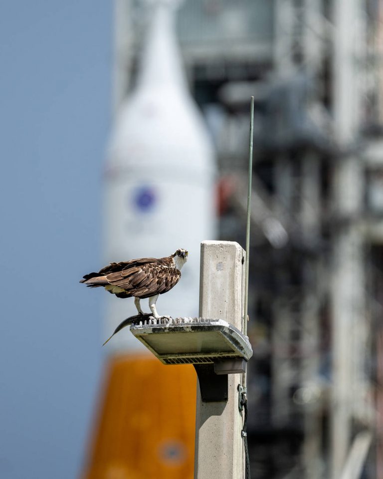 Bird, Rocket Prepare For Flight At Kennedy Space Center