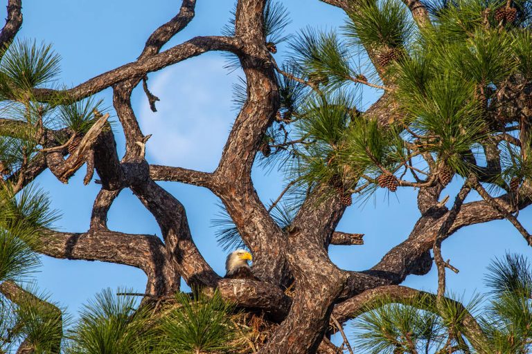 Eagle’s Nest