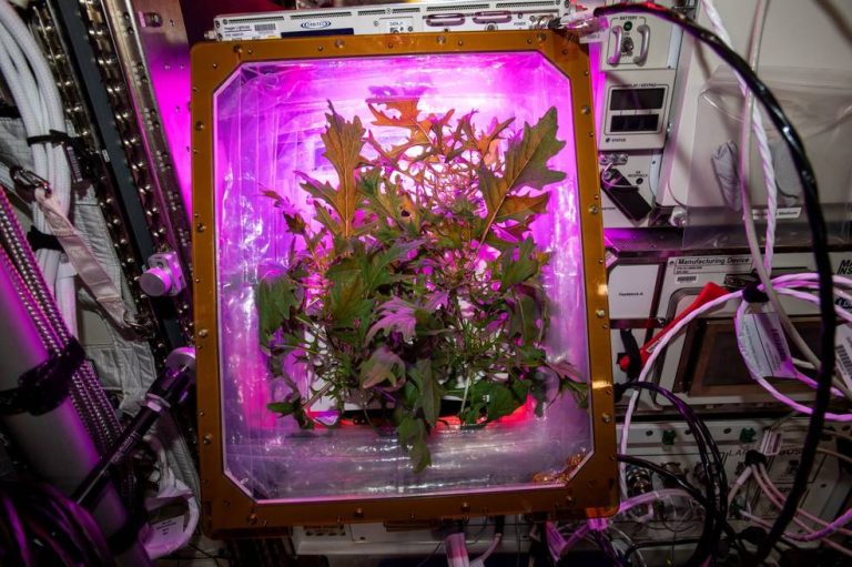Can Gardening In Space Help Astronauts Cope With Isolation?
